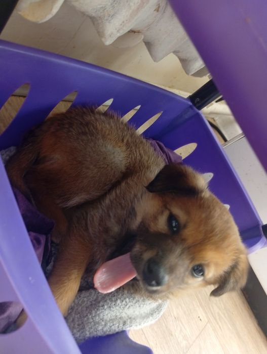 Бесплатно Щенок Девочка. Сергели