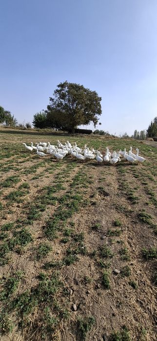 Продаются гуси 45 шт