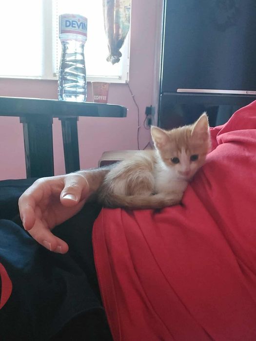 малка котка 2 мес