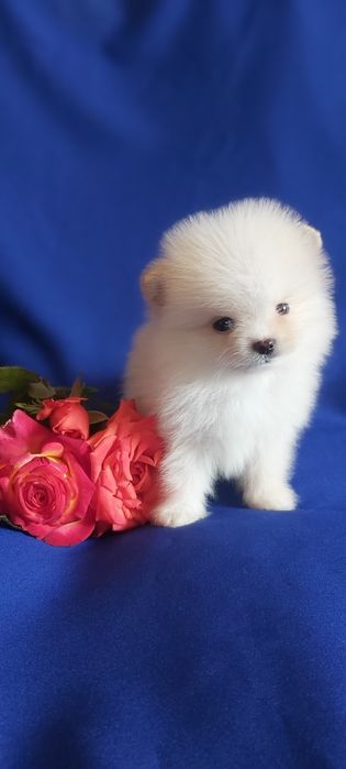 Шпицы кремовые ждут новую семью