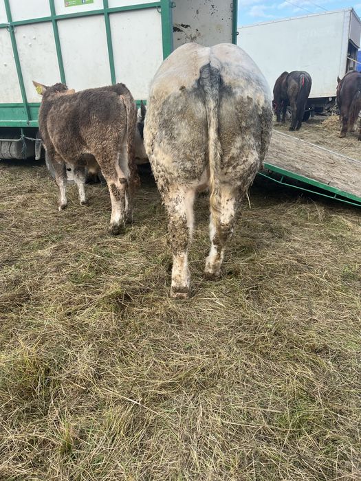 vind vitel de 8 luni 560 kg  ieste cuminte si blind  fac si schimb cu