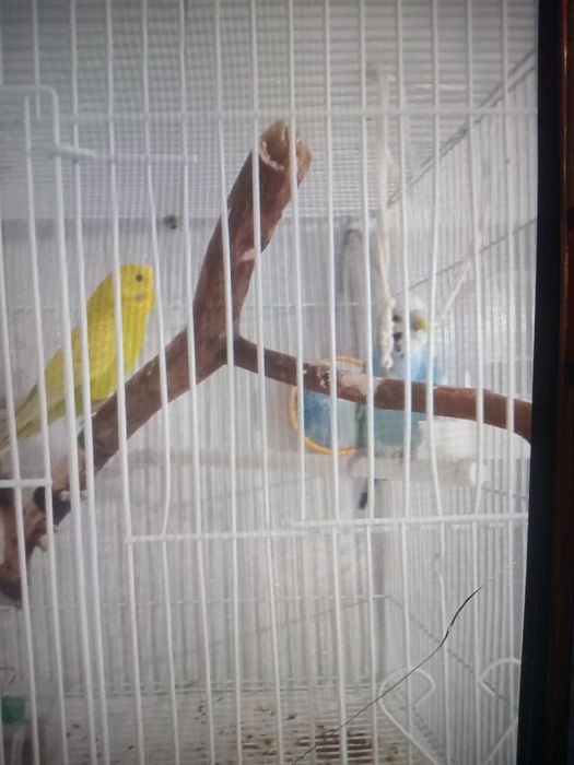 Продам 2х попугаев
