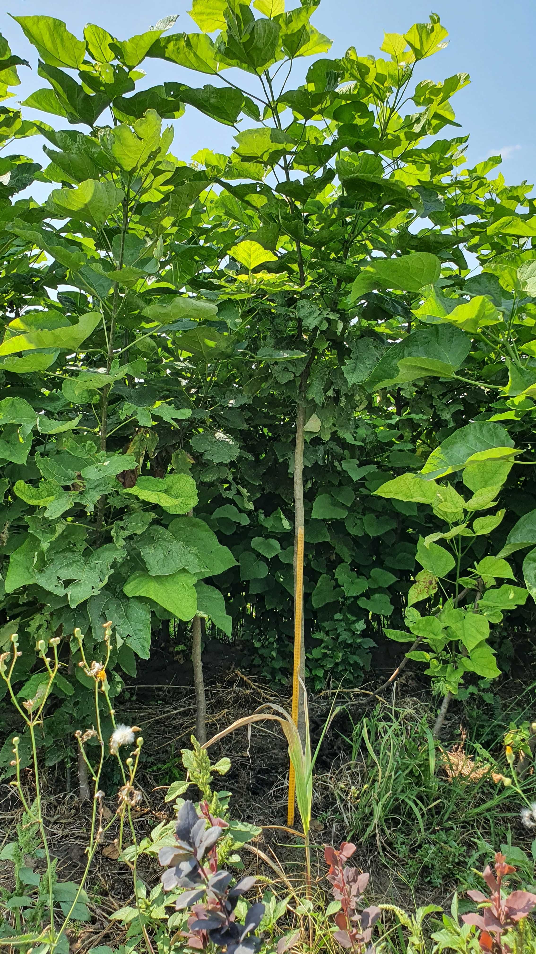 Catalpa (bignonioides)