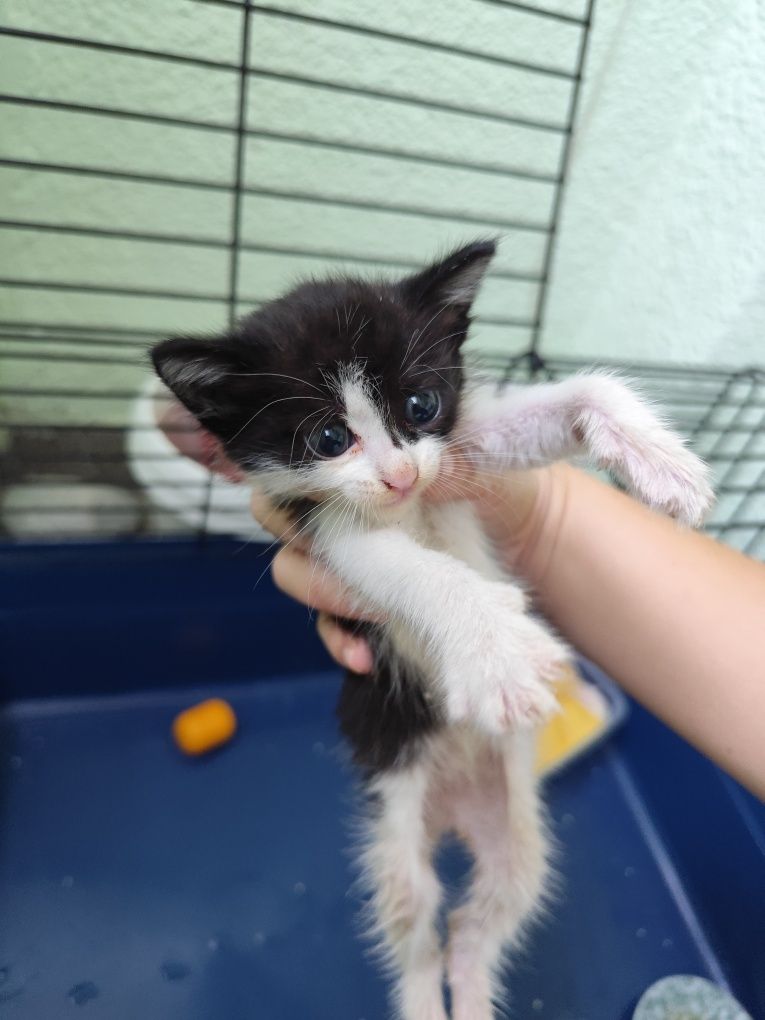Подарявам котенце