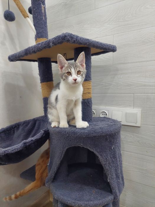 Котенок девочка Ташкент