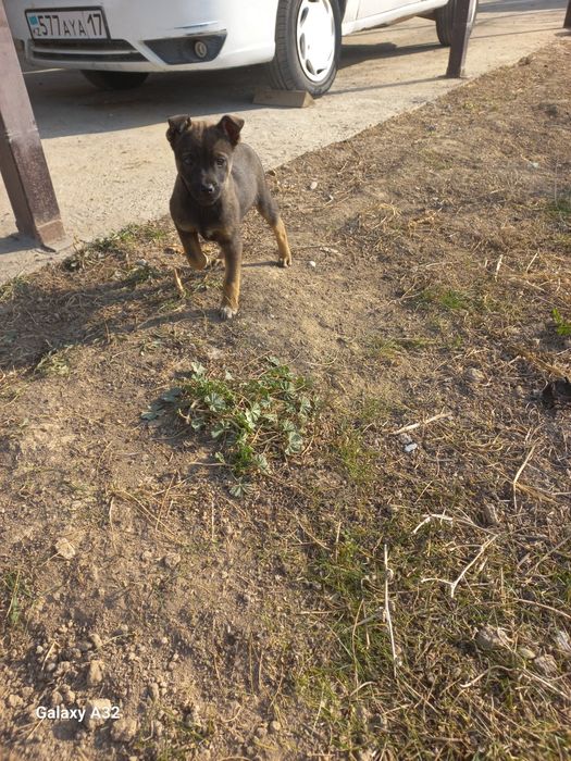 Отдам хорошие руки бесплатно