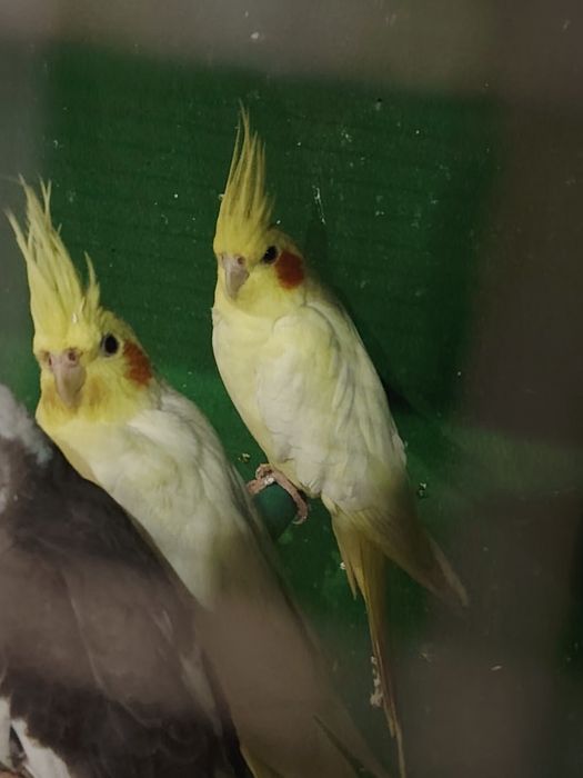 Karela dubai sotiladi