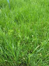 Орылған шөп трава
