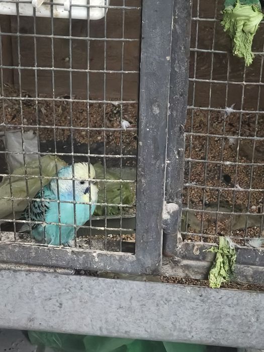 Папагали вълнисти различни цветове