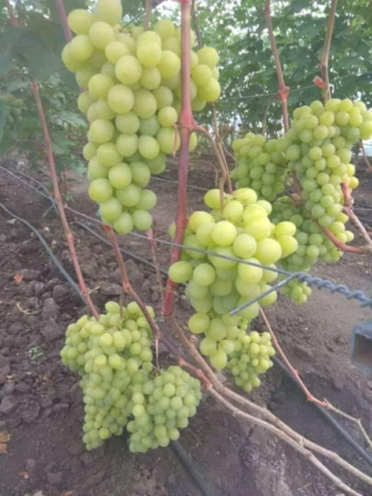 Butasi de vita de vie de anul 3