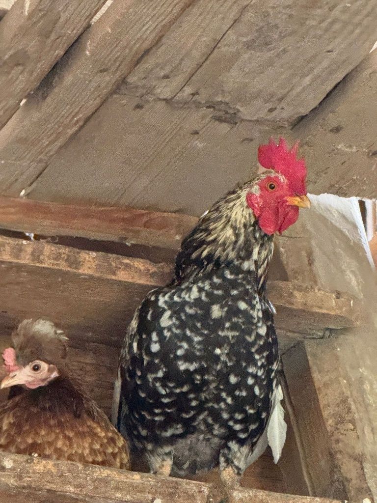 Vând Oua fecundate pt incubatori sau closca