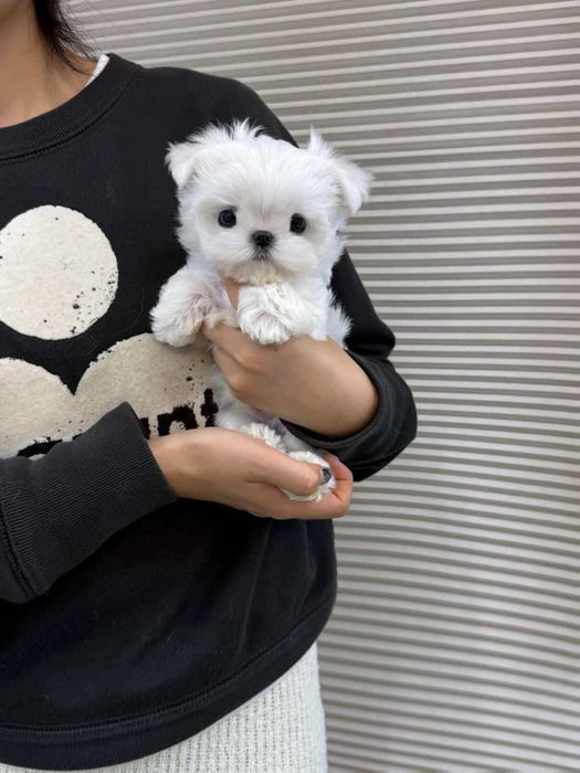 Bichon maltez mini toy