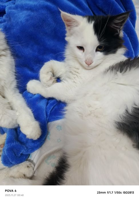 Акция на Котëнк.. Мальчик..