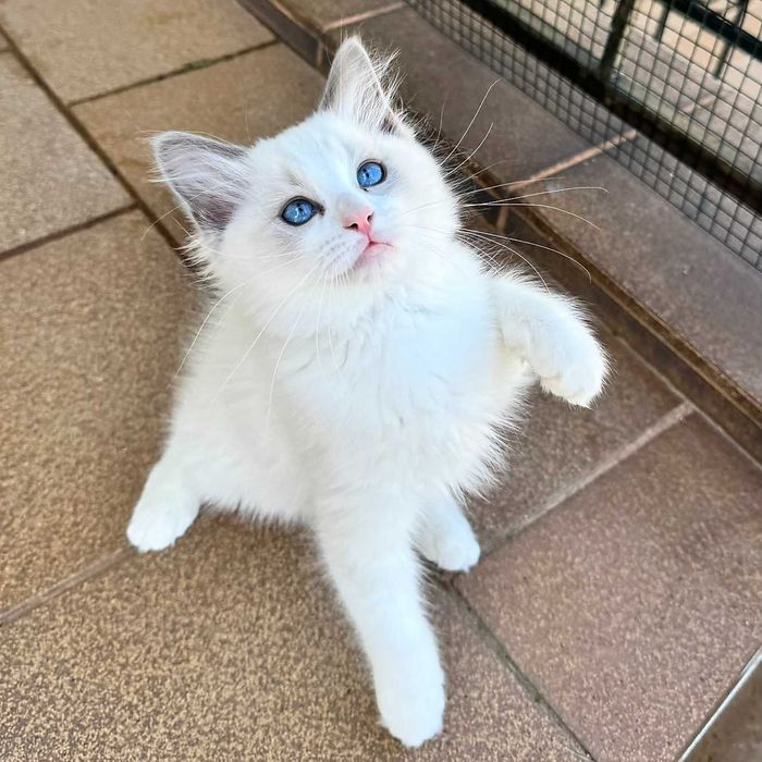Рагдол котенца на 3 м. търсят своите нови семейства. Ragdoll kittens.