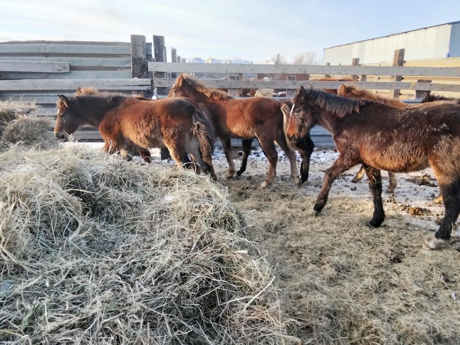 Продам жеребят оптом жеребчики кабылешки