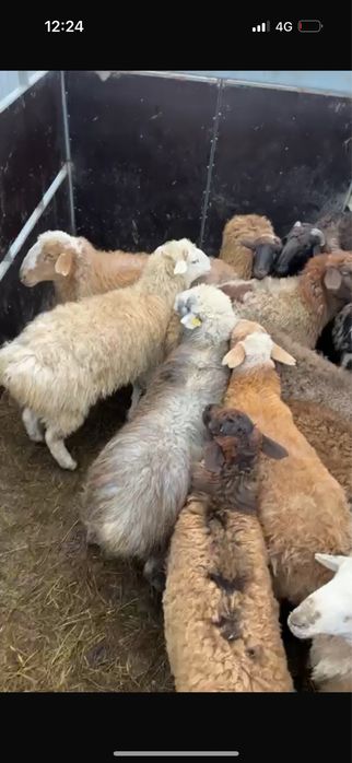 продам барана и овца