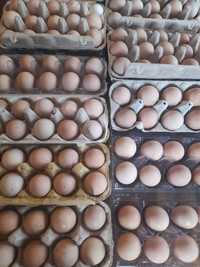 Ouă de bibilică pentru incubat