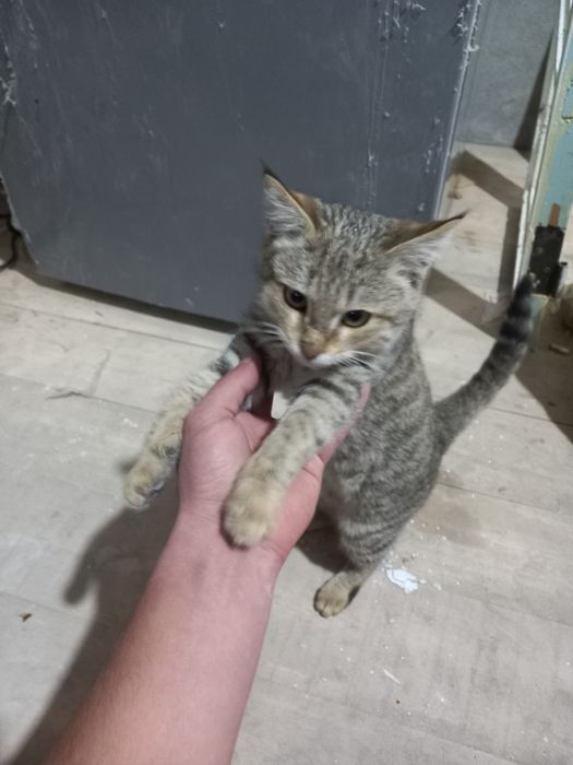 Кошки бесплатно пшиклани мута бараман