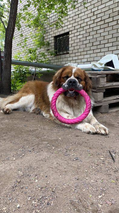 Московская сторожевая