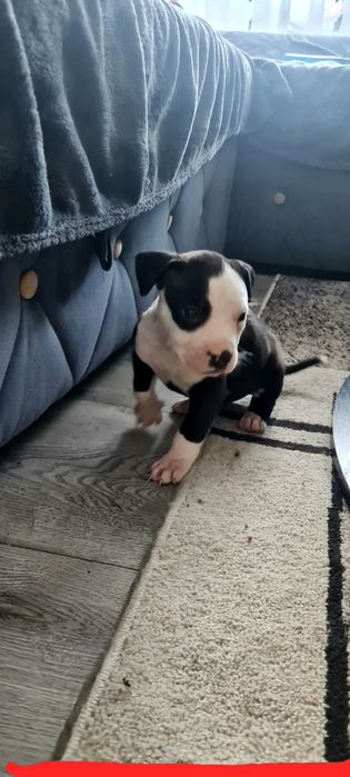 American Staffordshire Terrier