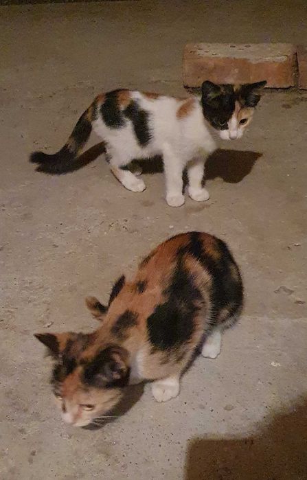 Малки котета – различни шарки