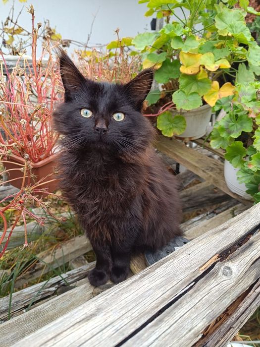 Pisicute își caută stăpân