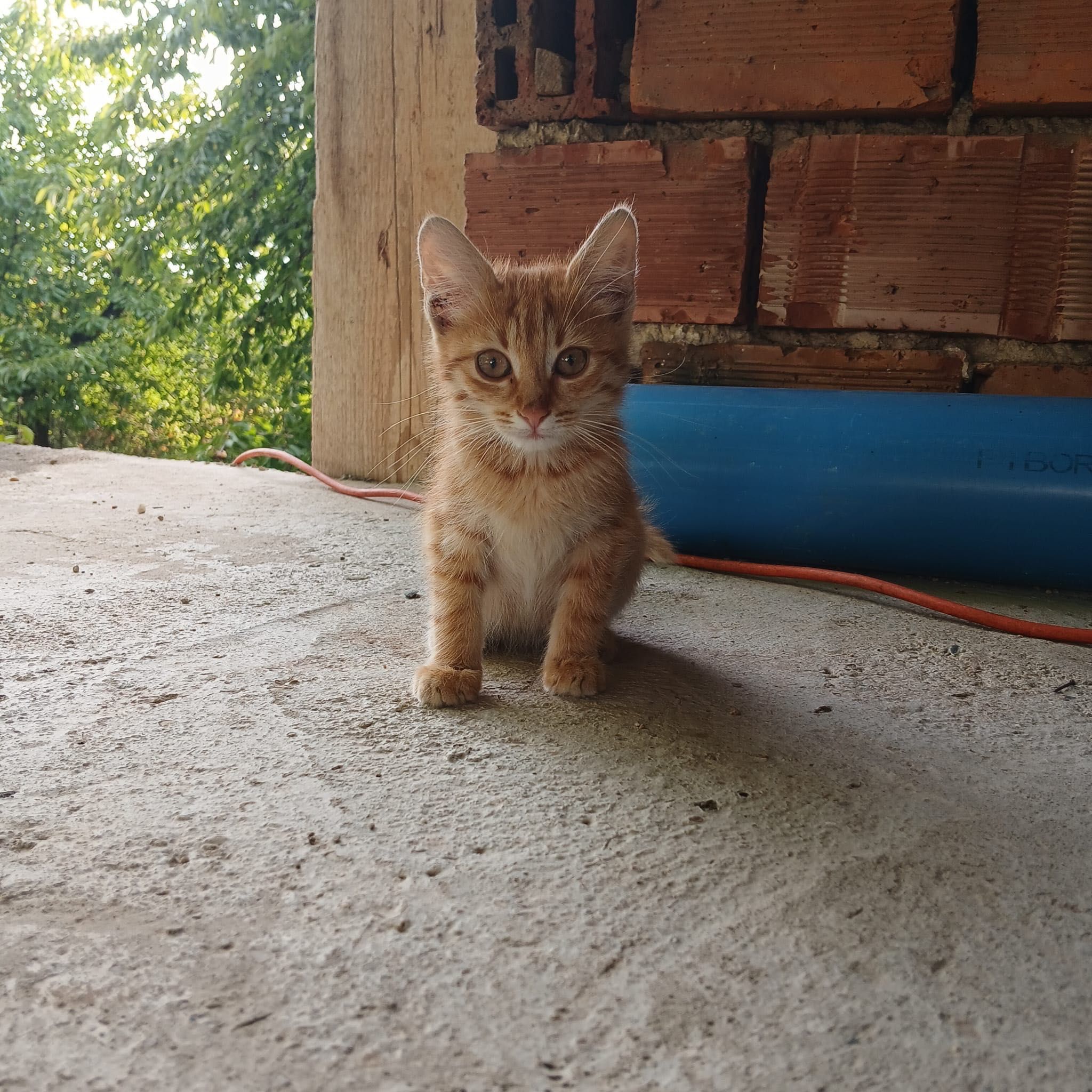 Подарявам малко мъжко котенце на 3 месеца - Симба