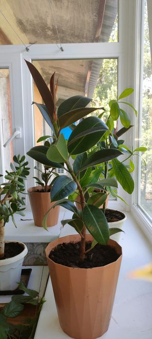 Фикус каучуконосный