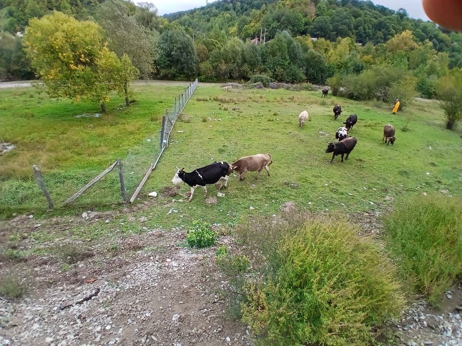 Vand 15 Vaci de lapte