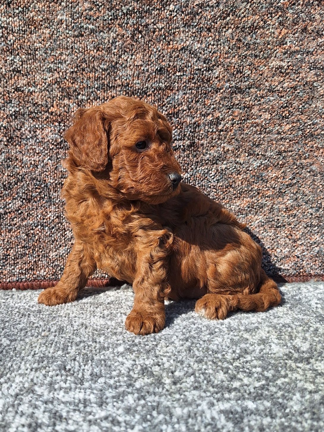 Pudel/Caniche fetite