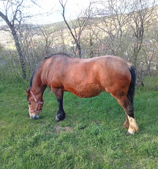 Mânz armăsar în vârstă de 6 luni
