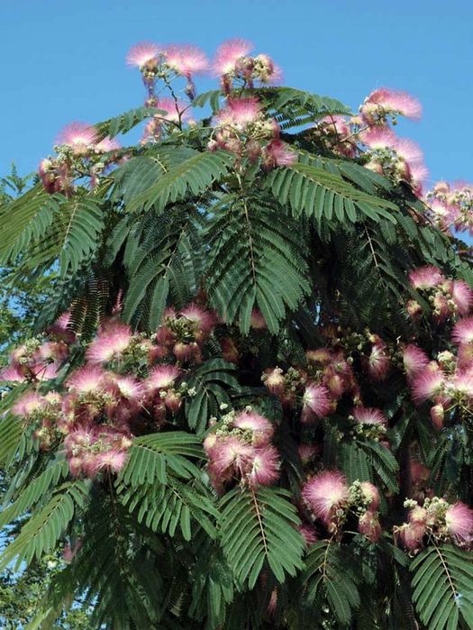 Arborele De Matase -Albitia
