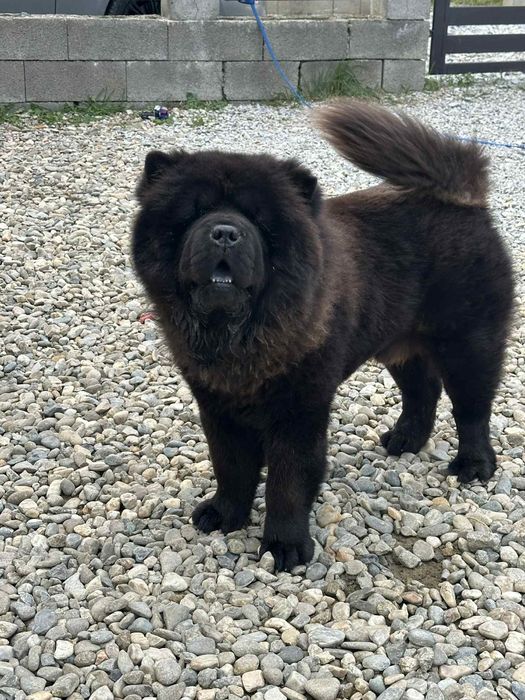 Chow chow cu pedigree
