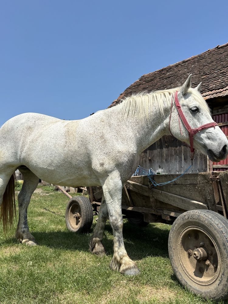 De vânzare iapă de 9 ani ,foarte blanda