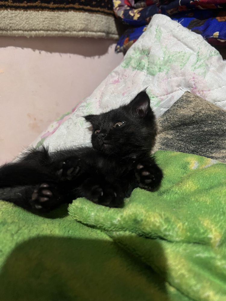 котик породистый