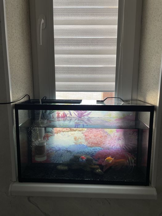 Аквариум с рыбками