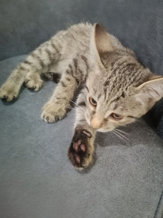 Отдается в хорошие руки Кот