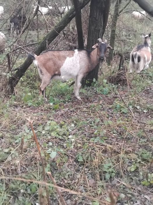 Vând capră tânără foarte bine îngrijită puternic dezvoltată