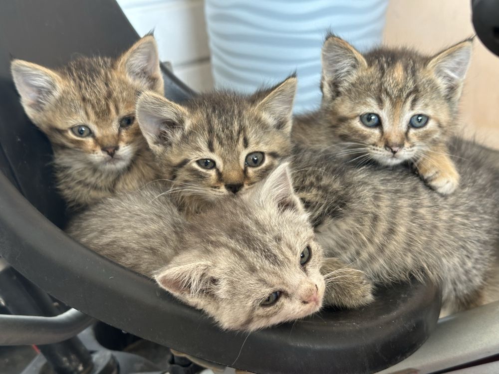 Отдам бесплатно котят