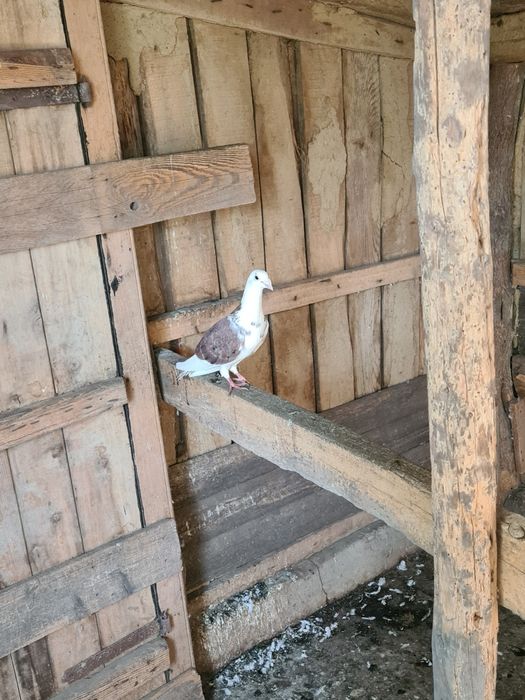 Porumbei voiajori diferite culori