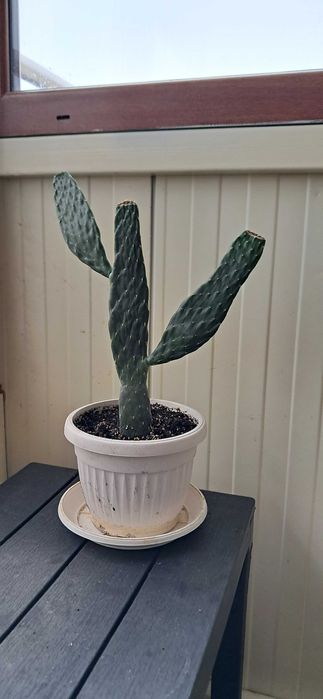 Кактуси, големи, красиви.