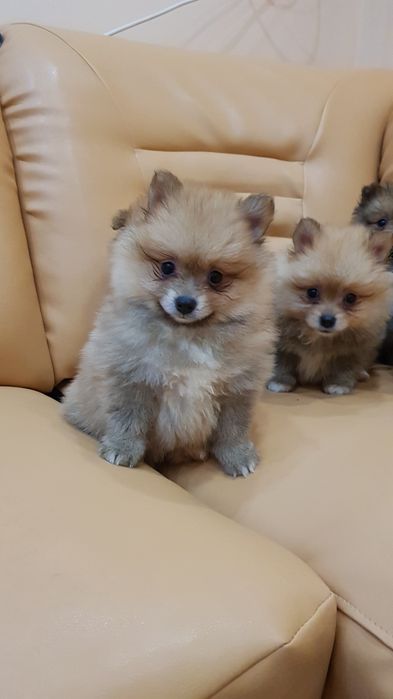 Померан померанчета Гр София снимки от днес 05.12.2025г