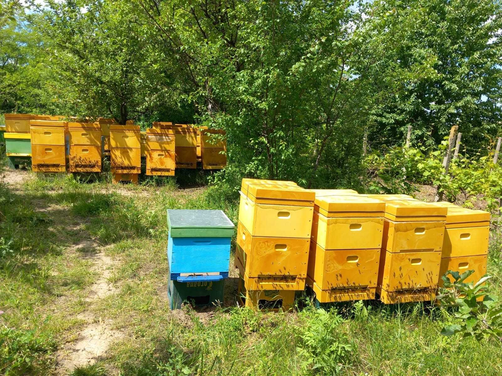 Vand 20  familii de albine
