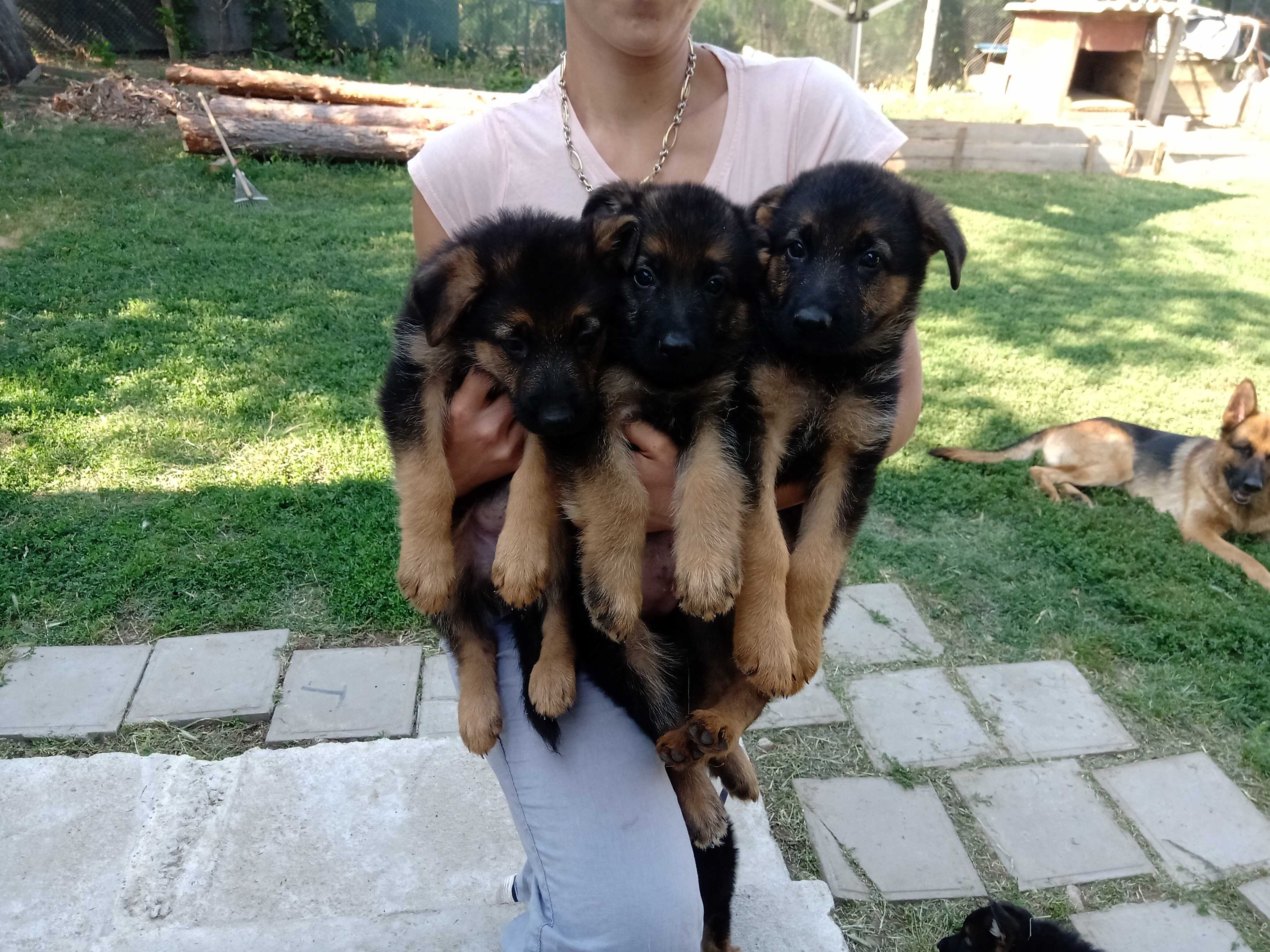 Чистокръвни немски овчарки