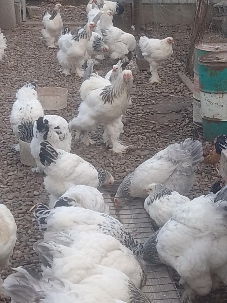 Găini și cocoși brahma herminat deschis