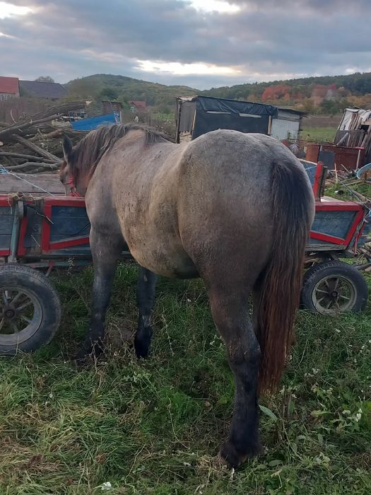 Vand sau schimb manza