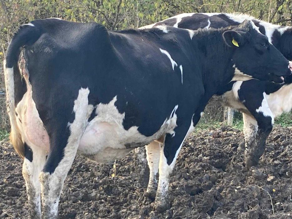 De vanzare 20 de vaci