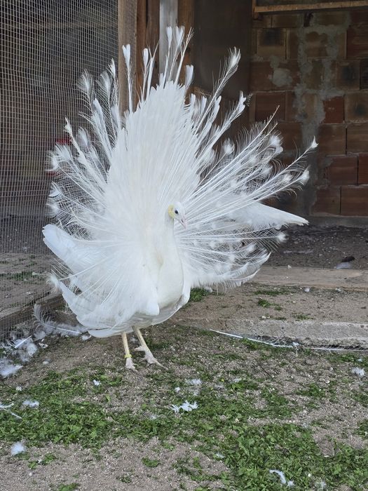 Зелени пауни Muticus Muticus и Спалдинг висок процент