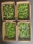 Microplante diferite soiuri de la producator