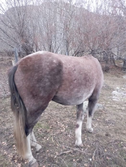 4жасар ат сатылады